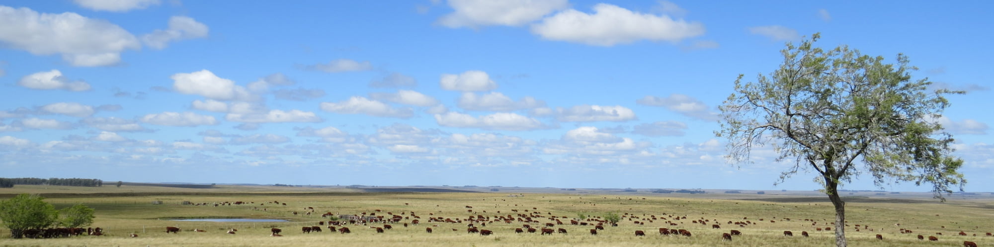 flat land with cows